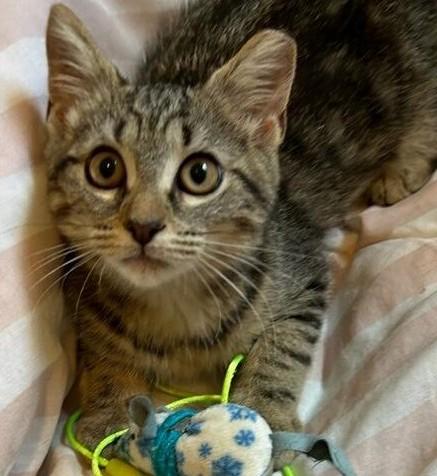 Cybill, ADOPTABLE, Kitten Female Domestic Short Hair.