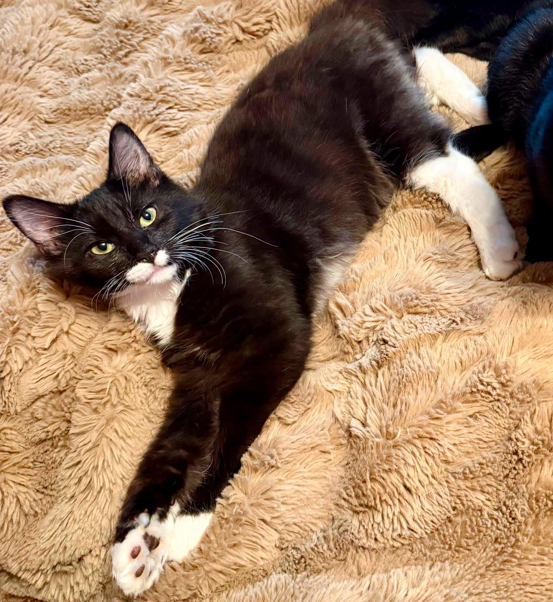 Destroyer of Worlds, Adopted, Kitten Male Domestic Medium Hair.