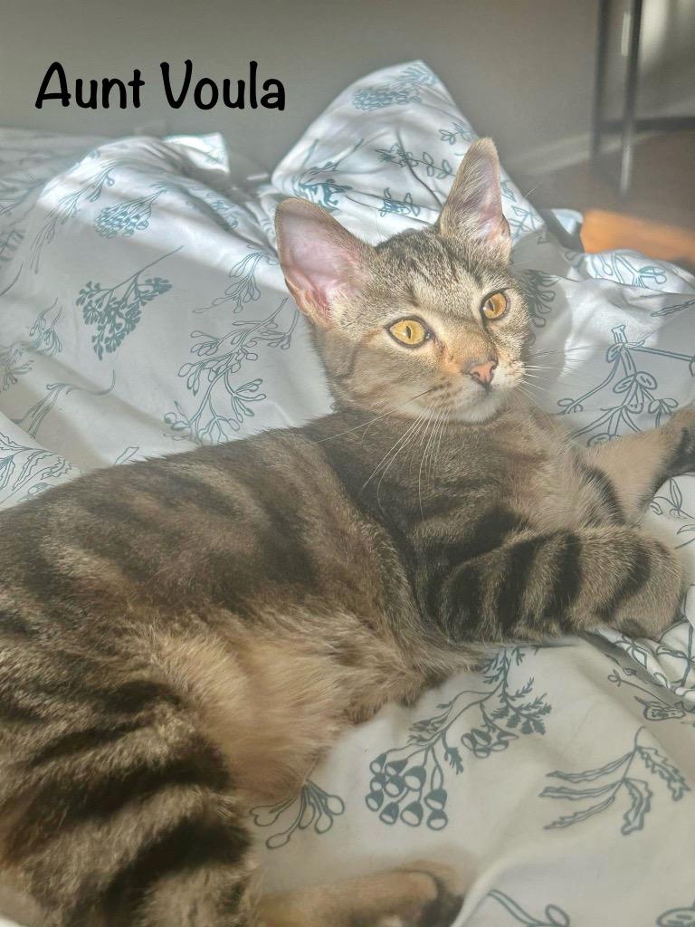 Enlarge Aunt Voula, a Adopted mixed breed in Hoover , AL image 2/4