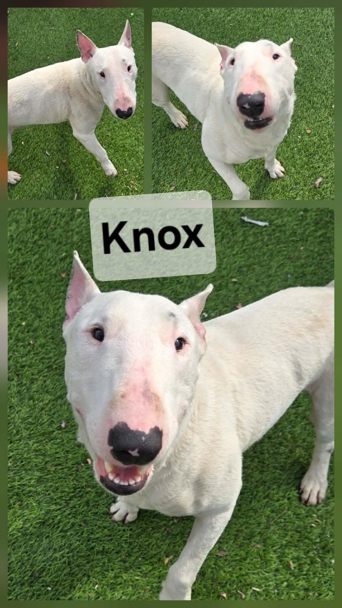 Enlarge Knox, a ADOPTABLE Bull Terrier in Cochran, GA image 1/1