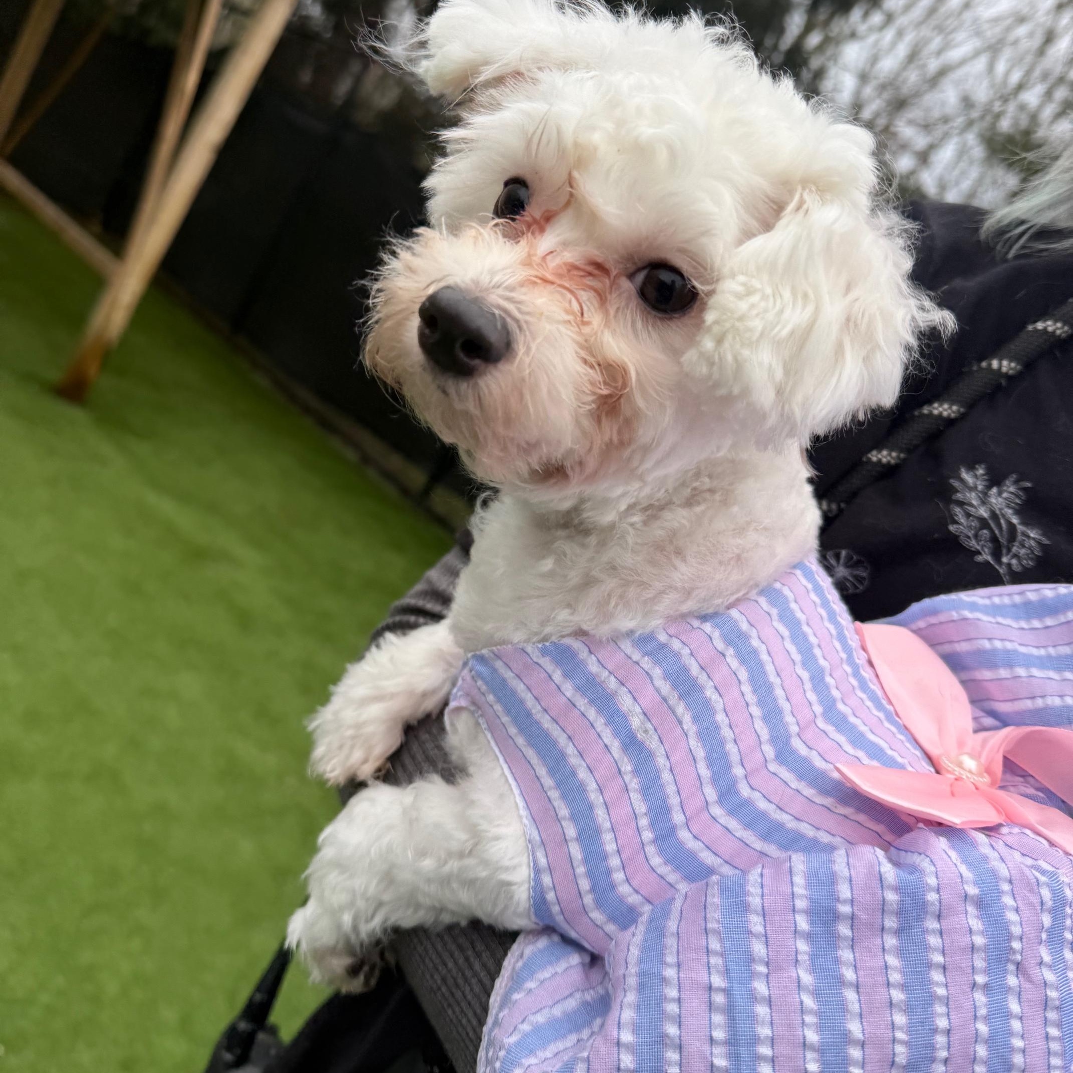 Pixie, an adopted Maltese in Groton, CT image 1/6