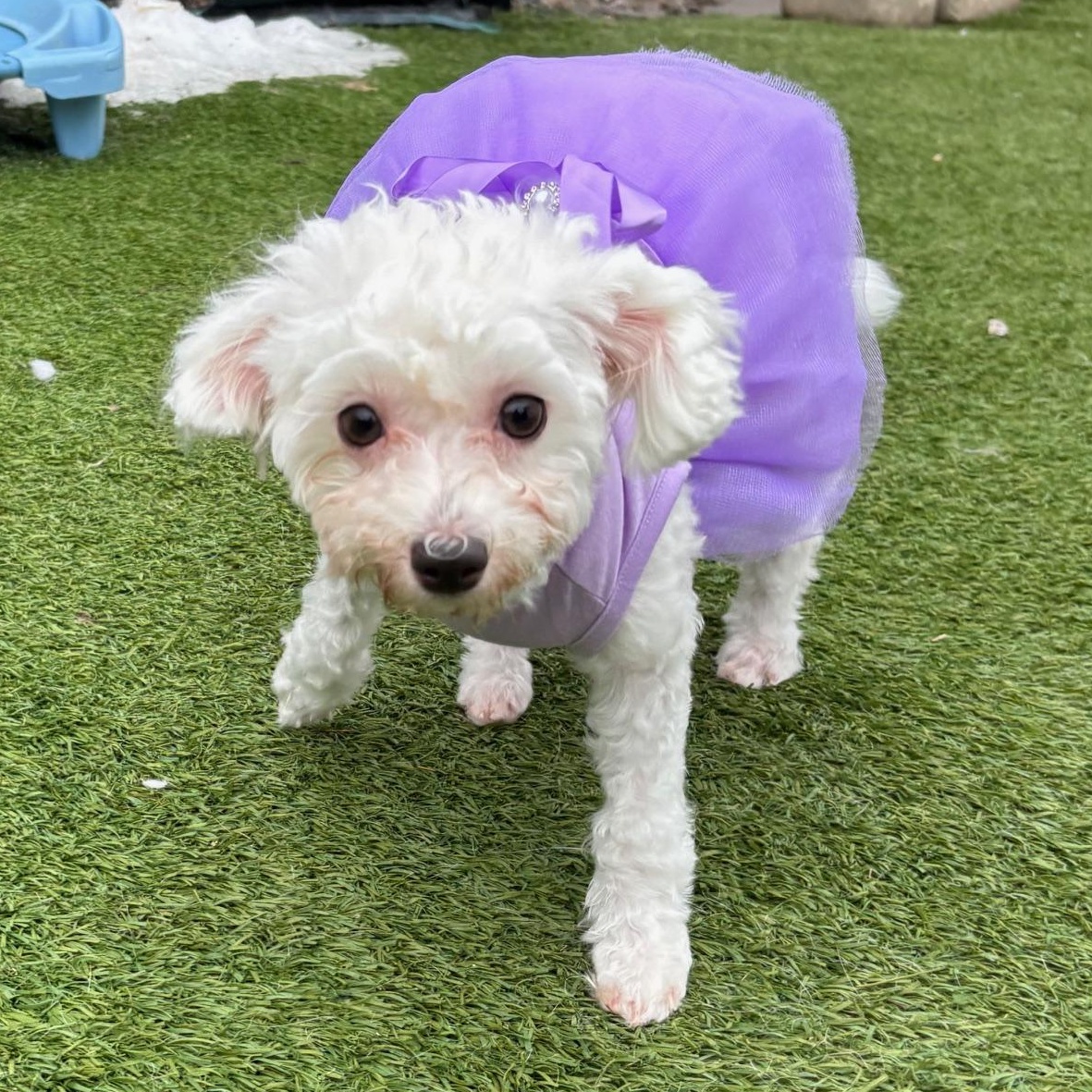 Pixie, an adopted Maltese in Groton, CT image 5/6