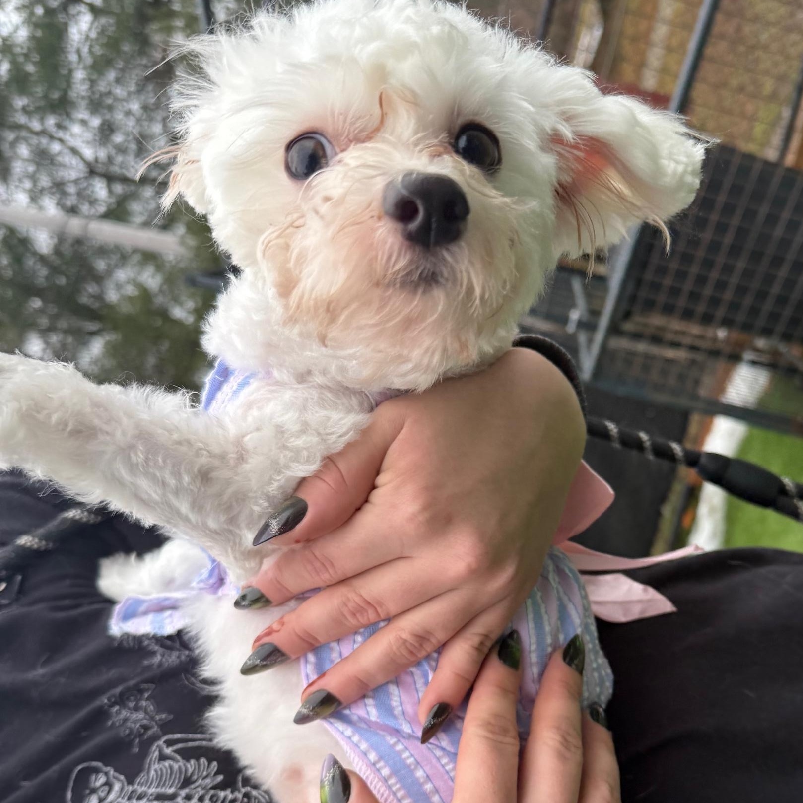 Pixie, an adopted Maltese in Groton, CT image 6/6