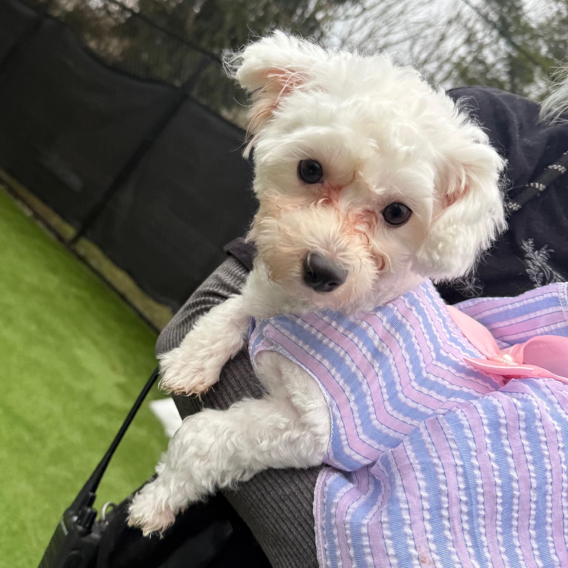 Pixie, an adopted Maltese in Groton, CT image 3/6