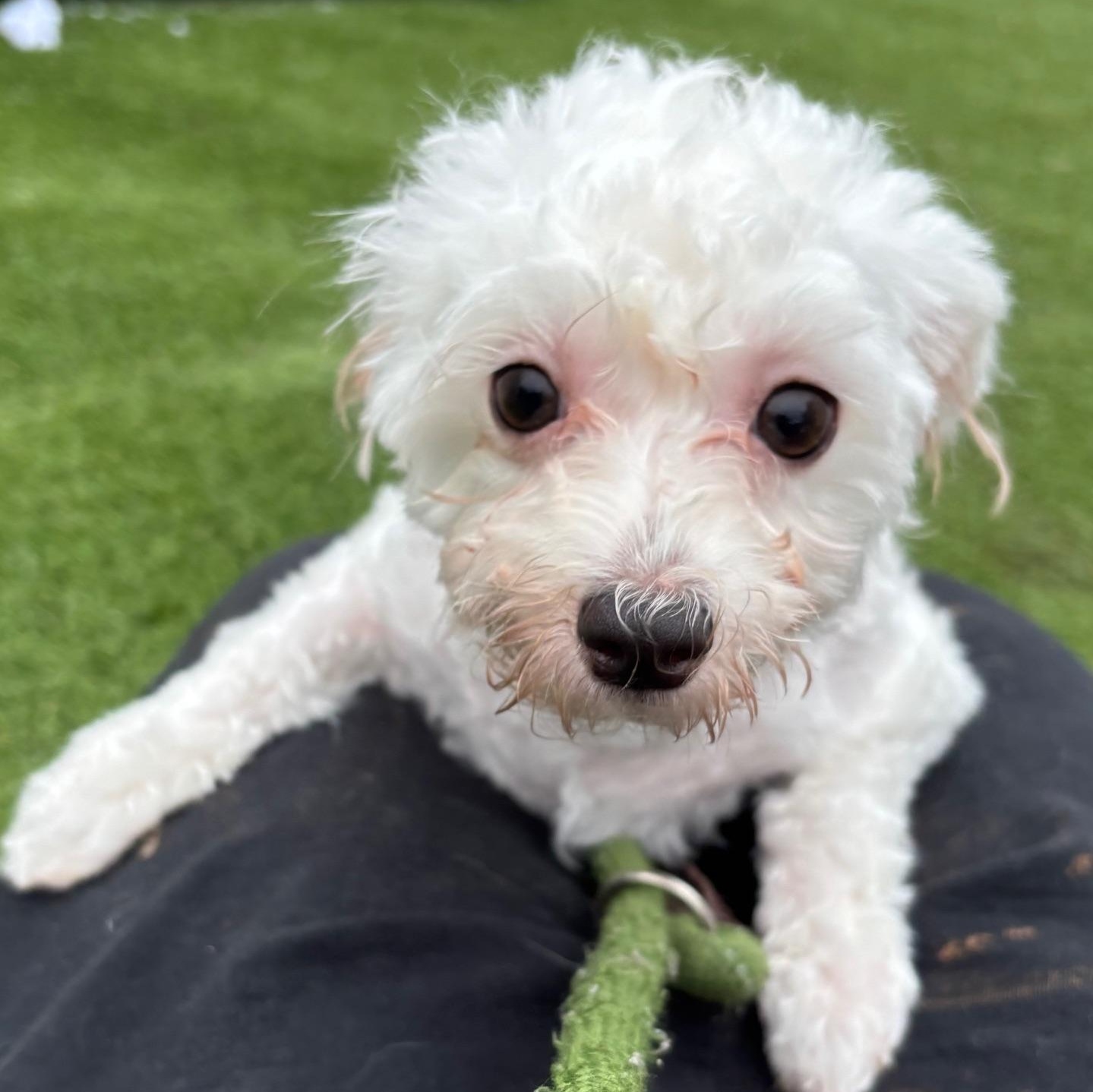 Pixie, an adopted Maltese in Groton, CT image 4/6