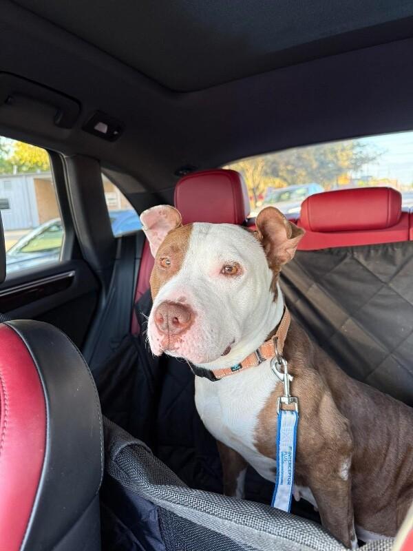 Pixie People Lover thumbnail 3