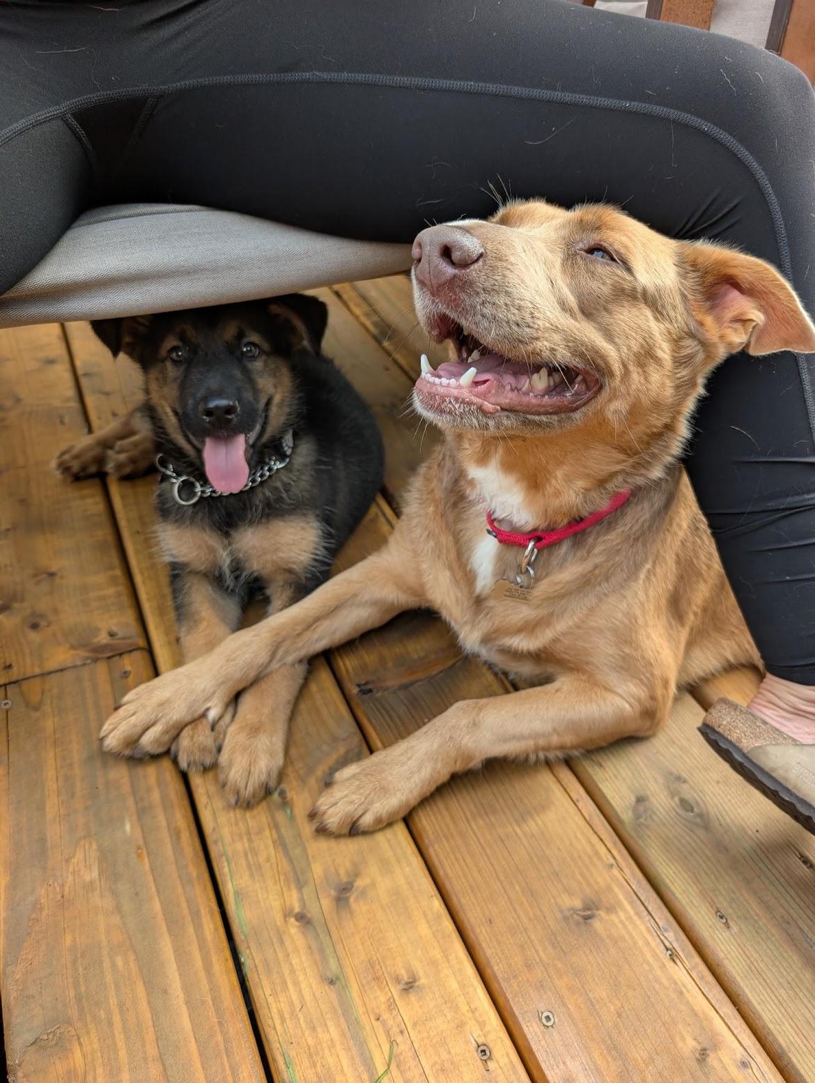 Enlarge Baxter, a Adoptable mixed breed in Hamilton, ON image 2/6
