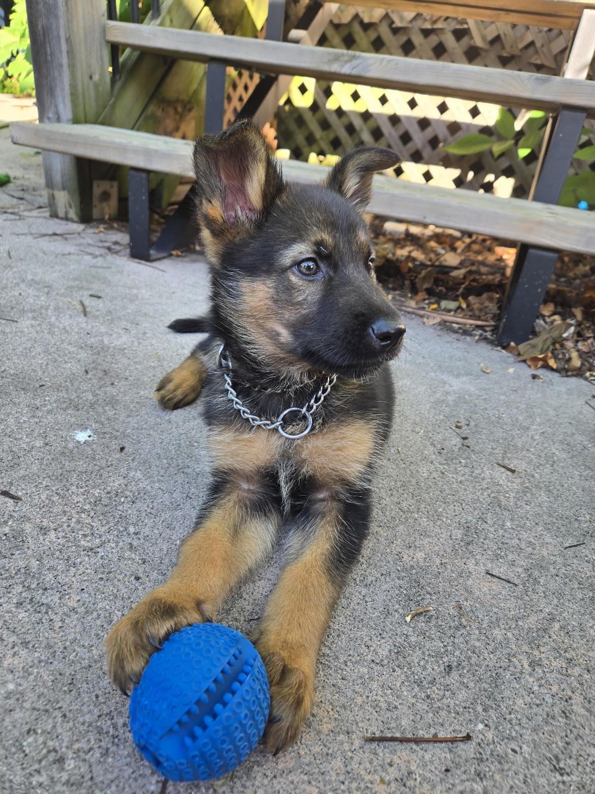 Baxter, Adoptable, Puppy Male German Shepherd Dog.
