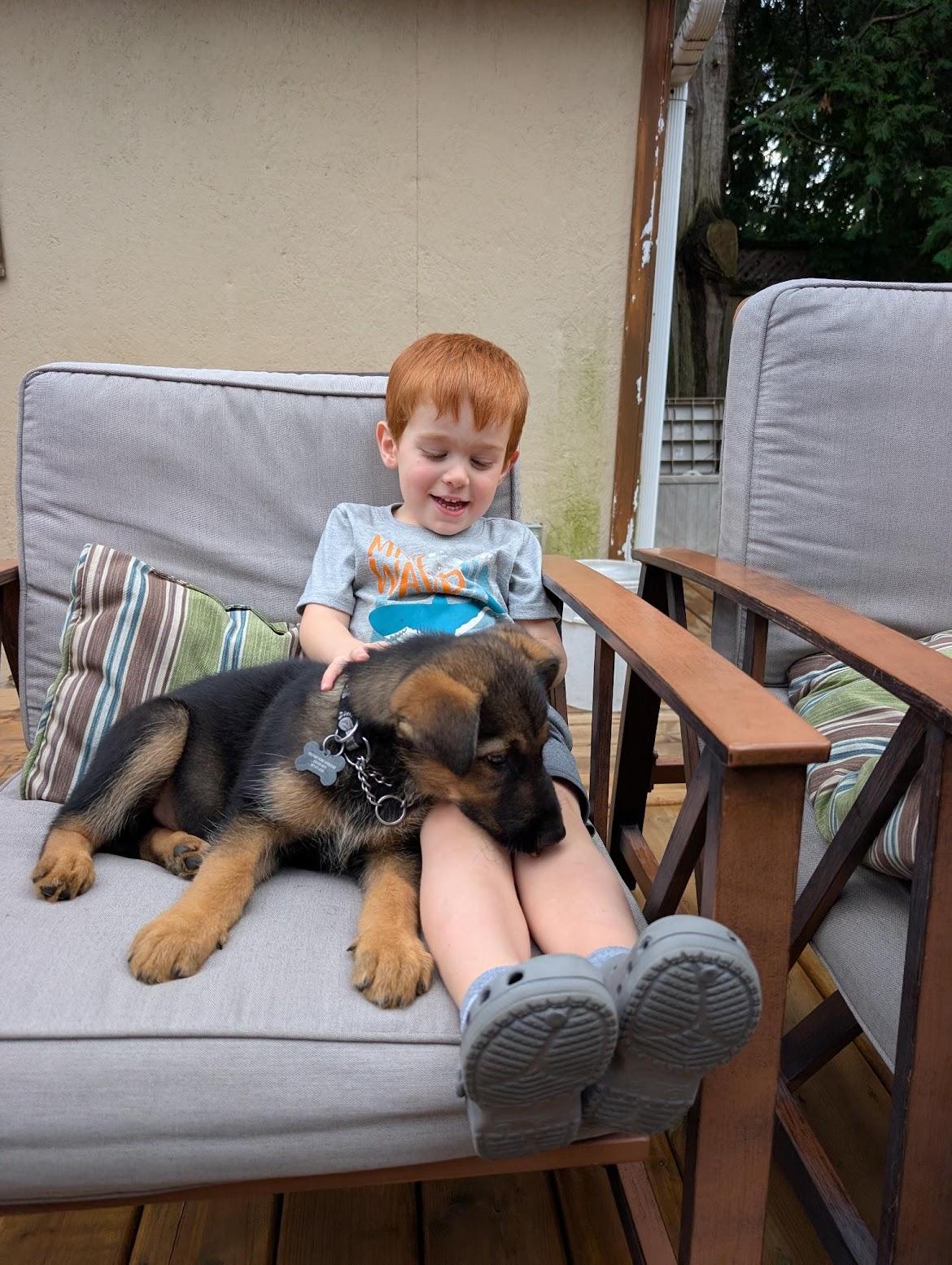 Enlarge Baxter, a Adoptable mixed breed in Hamilton, ON image 5/6
