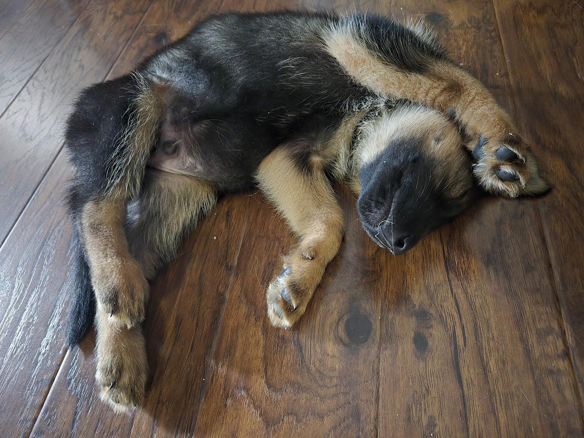 Enlarge Baxter, a Adoptable mixed breed in Hamilton, ON image 6/6
