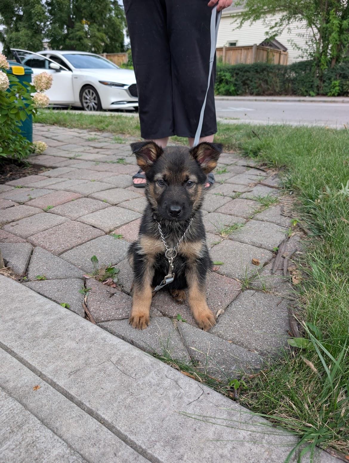 Enlarge Baxter, a Adoptable mixed breed in Hamilton, ON image 3/6