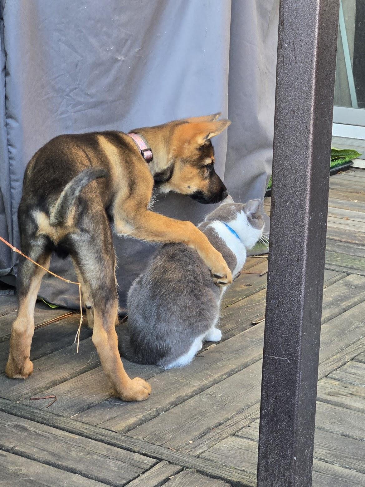 Enlarge Baxter, a Adopted mixed breed in Hamilton, ON image 6/6