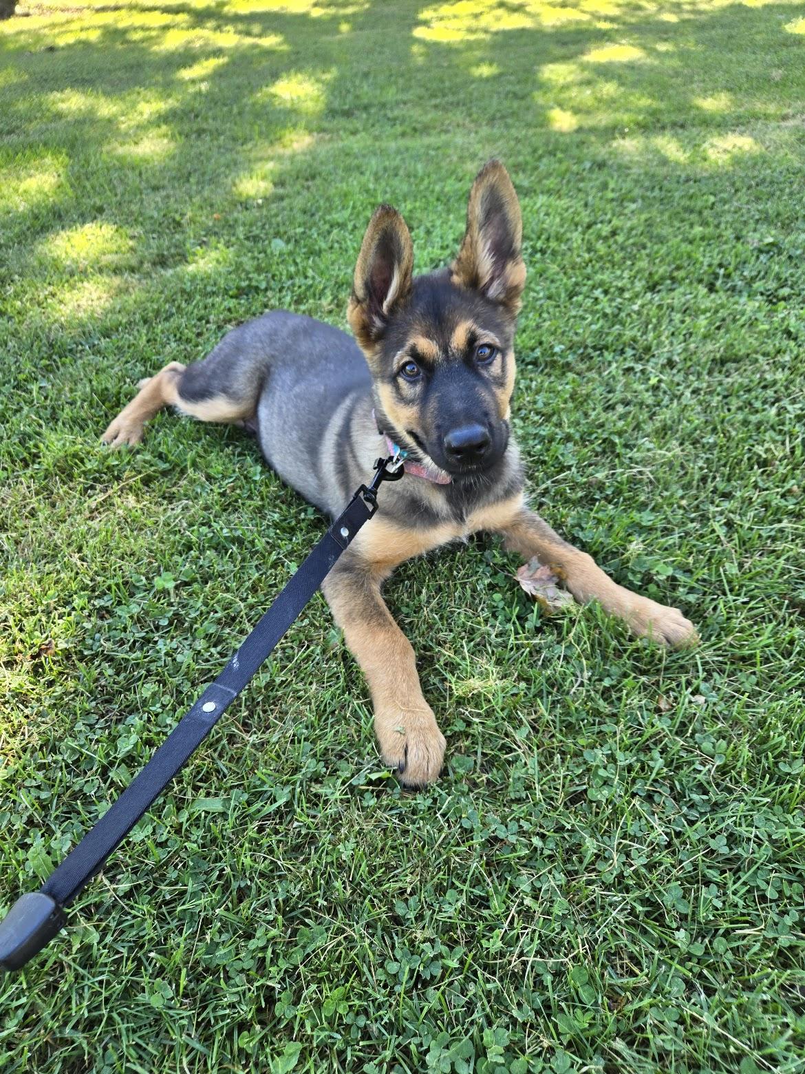 Enlarge Baxter, a Adopted mixed breed in Hamilton, ON image 1/6