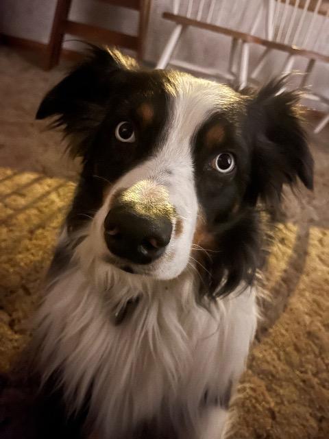 Enlarge Zeppelin, a Adoptable Australian Shepherd in Gloversville, NY image 1/1