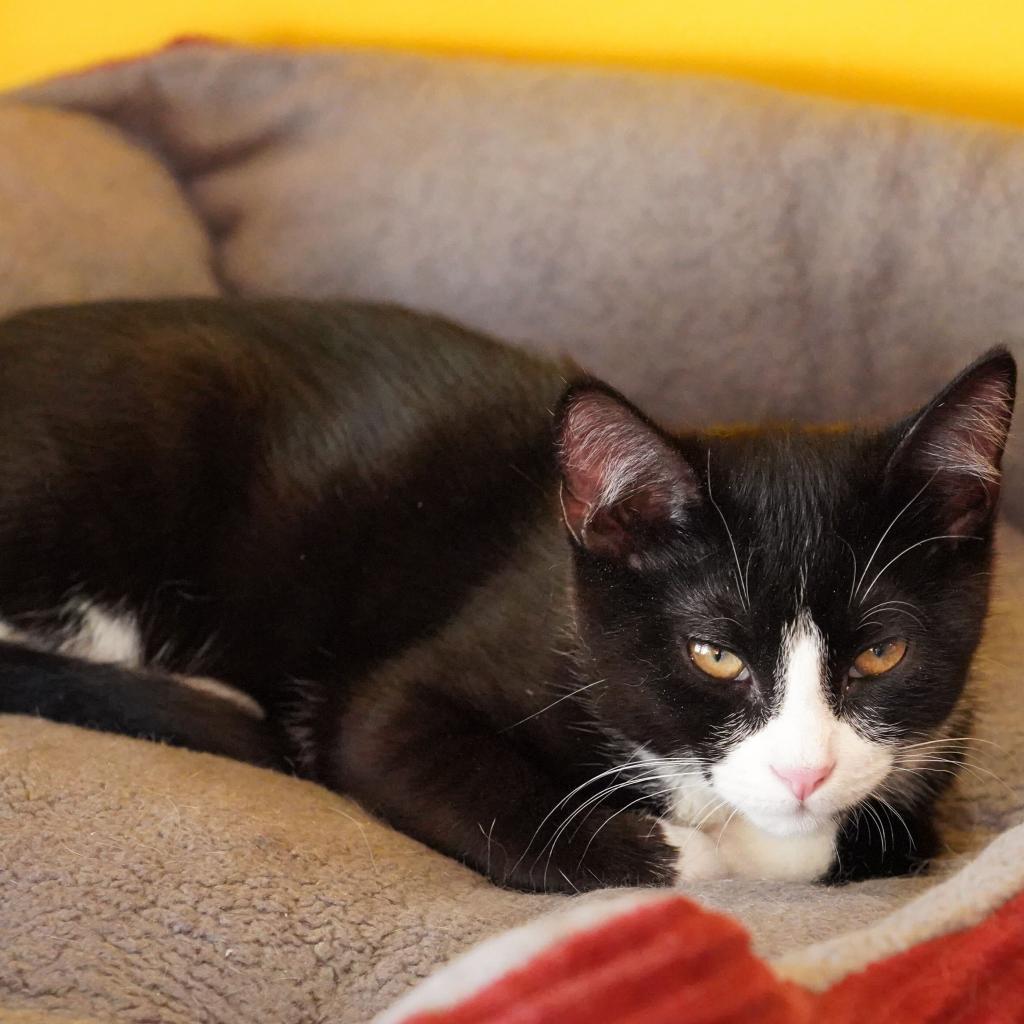 Chorizo, Adoptable, Adult Male Domestic Short Hair.