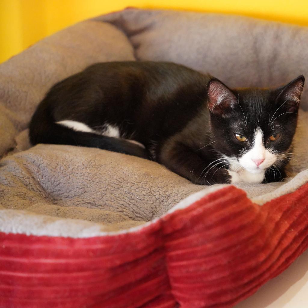 Enlarge Chorizo, a Adoptable Domestic Short Hair in Howard beach, NY image 2/5