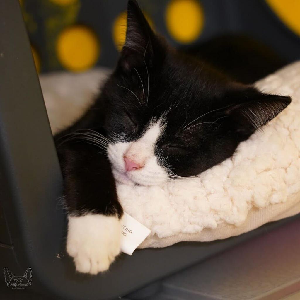 Enlarge Chorizo, a Adoptable Domestic Short Hair in Howard beach, NY image 3/5