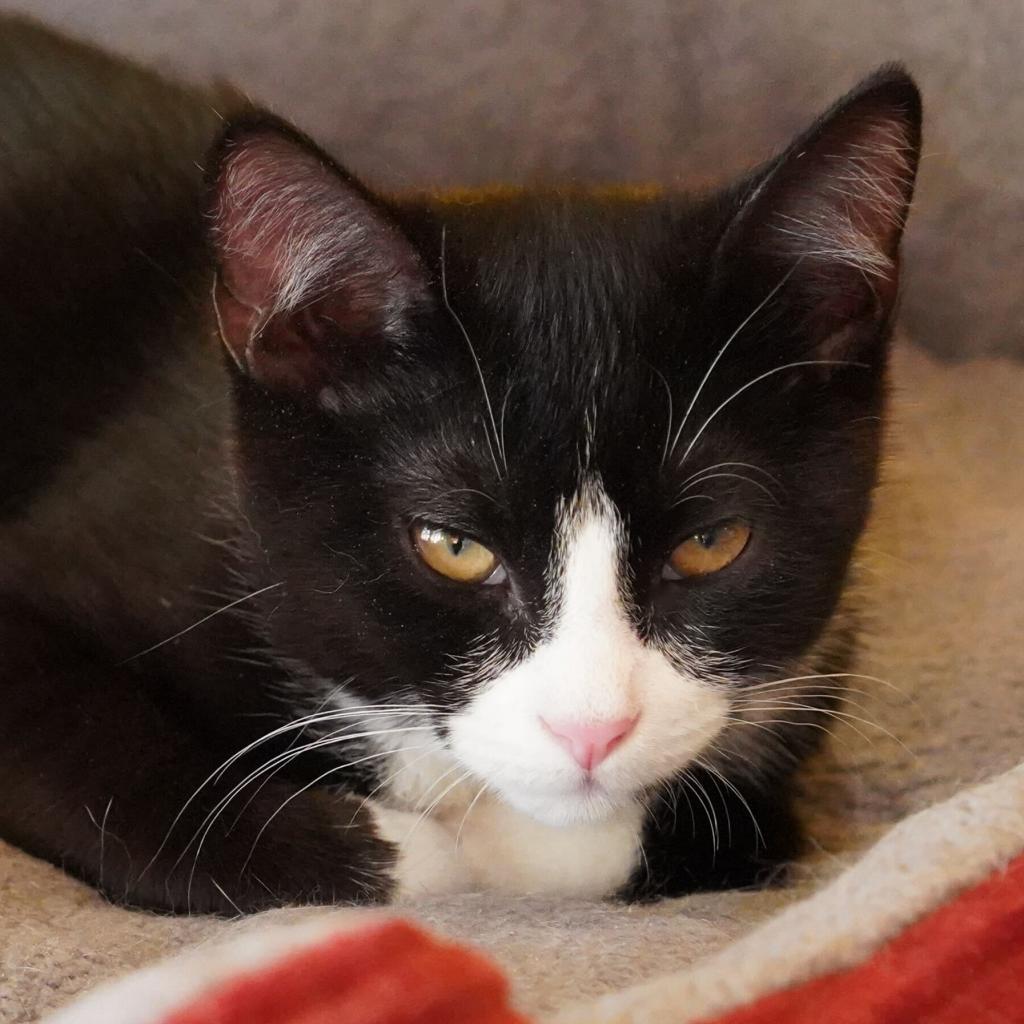 Enlarge Chorizo, a Adoptable Domestic Short Hair in Howard beach, NY image 4/5