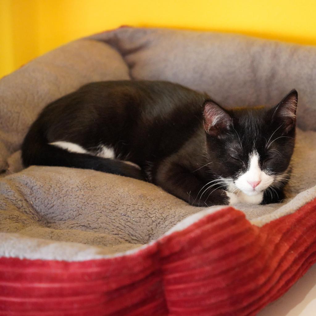 Enlarge Chorizo, a Adoptable Domestic Short Hair in Howard beach, NY image 5/5