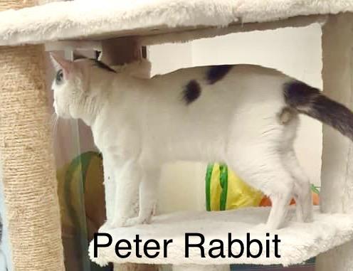 Enlarge Peter Rabbit, an adopted Turkish Van in Tustin, CA image 3/6