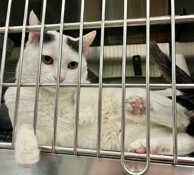 Enlarge Peter Rabbit, an adopted Turkish Van in Tustin, CA image 4/6