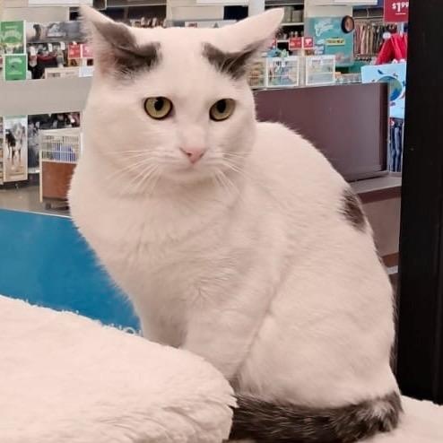 Peter Rabbit, adopted, Adult Male Turkish Van.