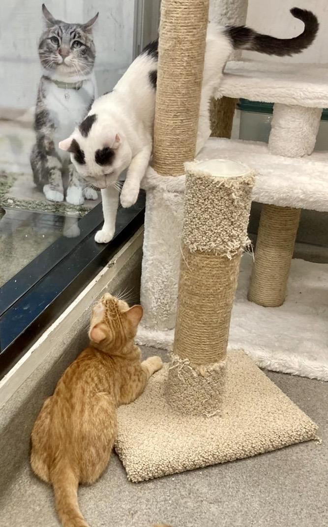 Enlarge Peter Rabbit, an adopted Turkish Van in Tustin, CA image 5/6