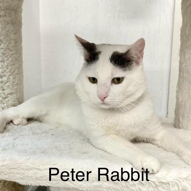 Enlarge Peter Rabbit, an adopted Turkish Van in Tustin, CA image 2/6