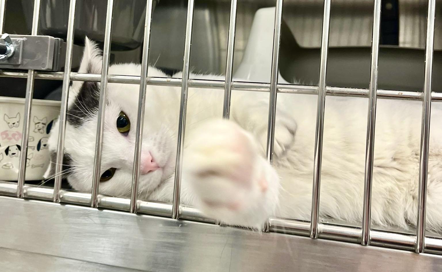 Enlarge Peter Rabbit, an adopted Turkish Van in Tustin, CA image 6/6
