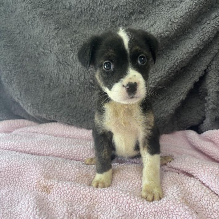 Enlarge Situationship, a Adoptable mixed breed in North Charleston, SC image 1/5