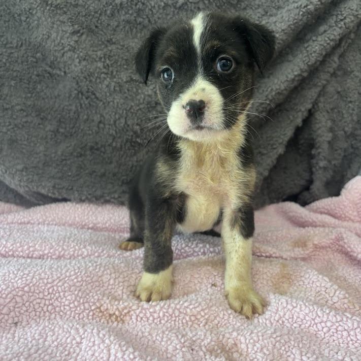 Enlarge Situationship, a Adoptable mixed breed in North Charleston, SC image 2/5