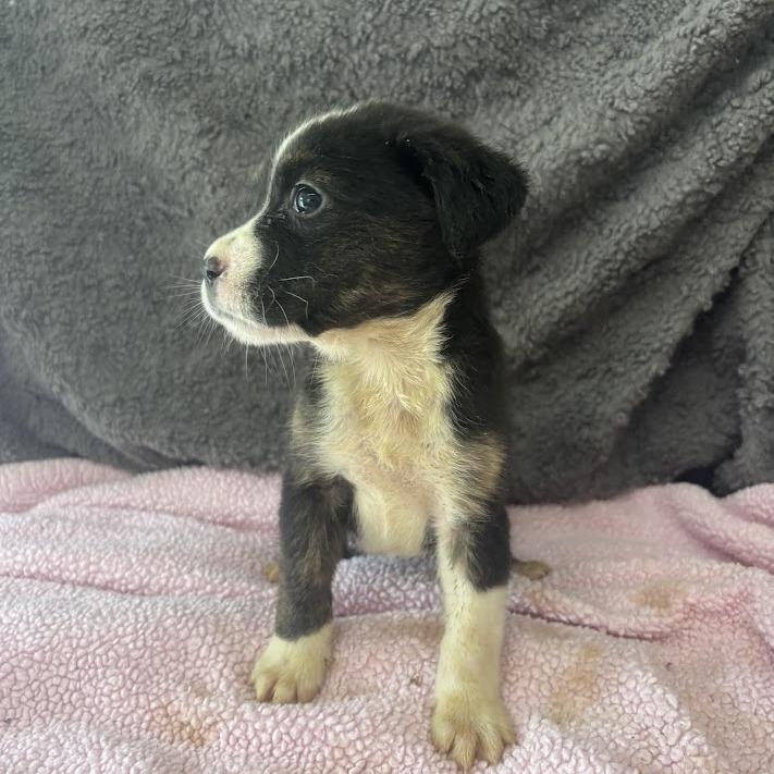 Enlarge Situationship, a Adoptable mixed breed in North Charleston, SC image 3/5