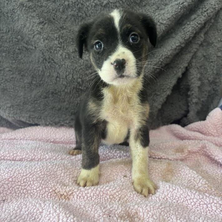 Enlarge Situationship, a Adoptable mixed breed in North Charleston, SC image 4/5
