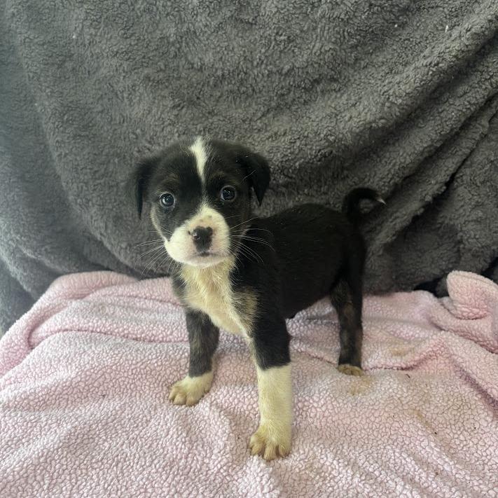 Enlarge Situationship, a Adoptable mixed breed in North Charleston, SC image 5/5