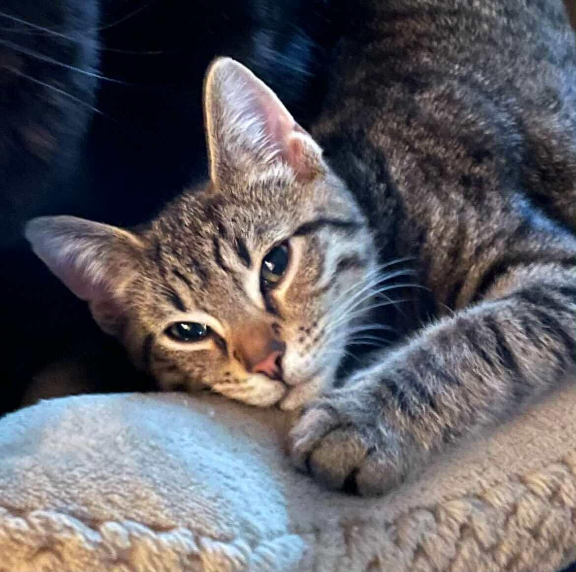 Stephane, a Adoptable Tabby in Woodmere, NY image 1/4