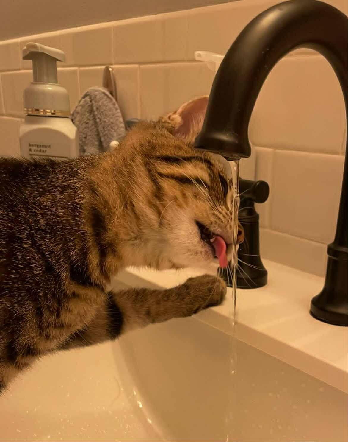 Stephane, a Adoptable Tabby in Woodmere, NY image 2/4