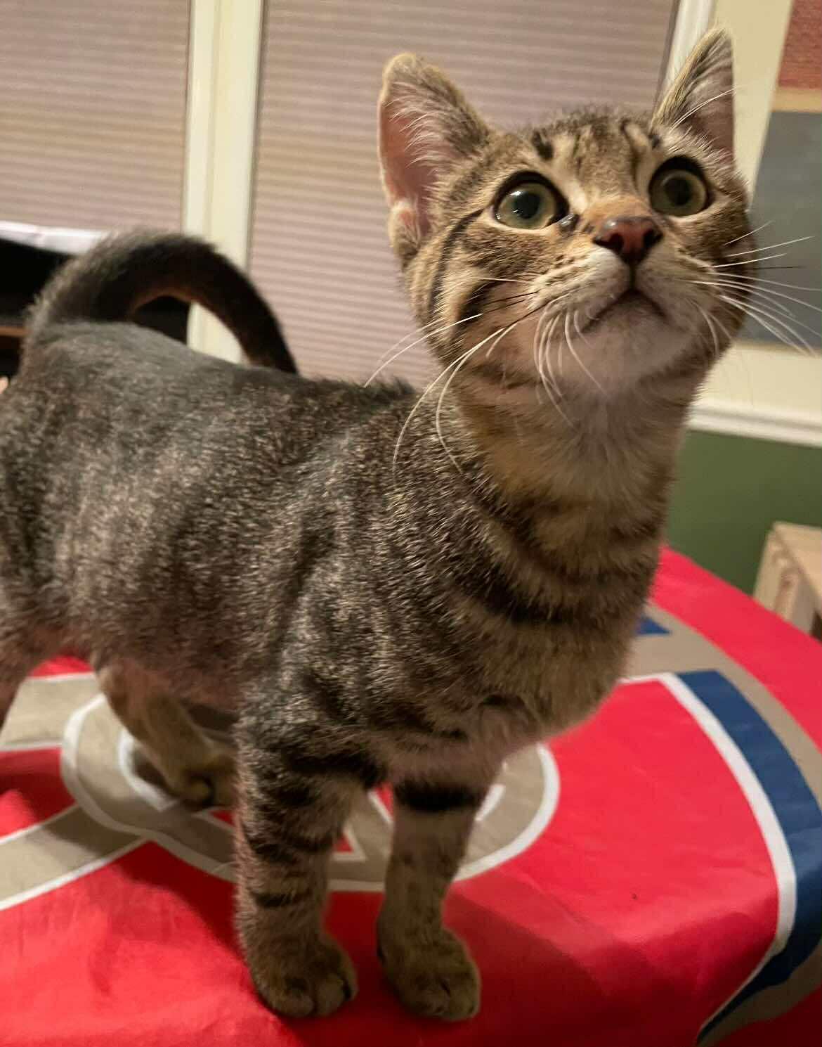 Stephane, a Adoptable Tabby in Woodmere, NY image 3/4