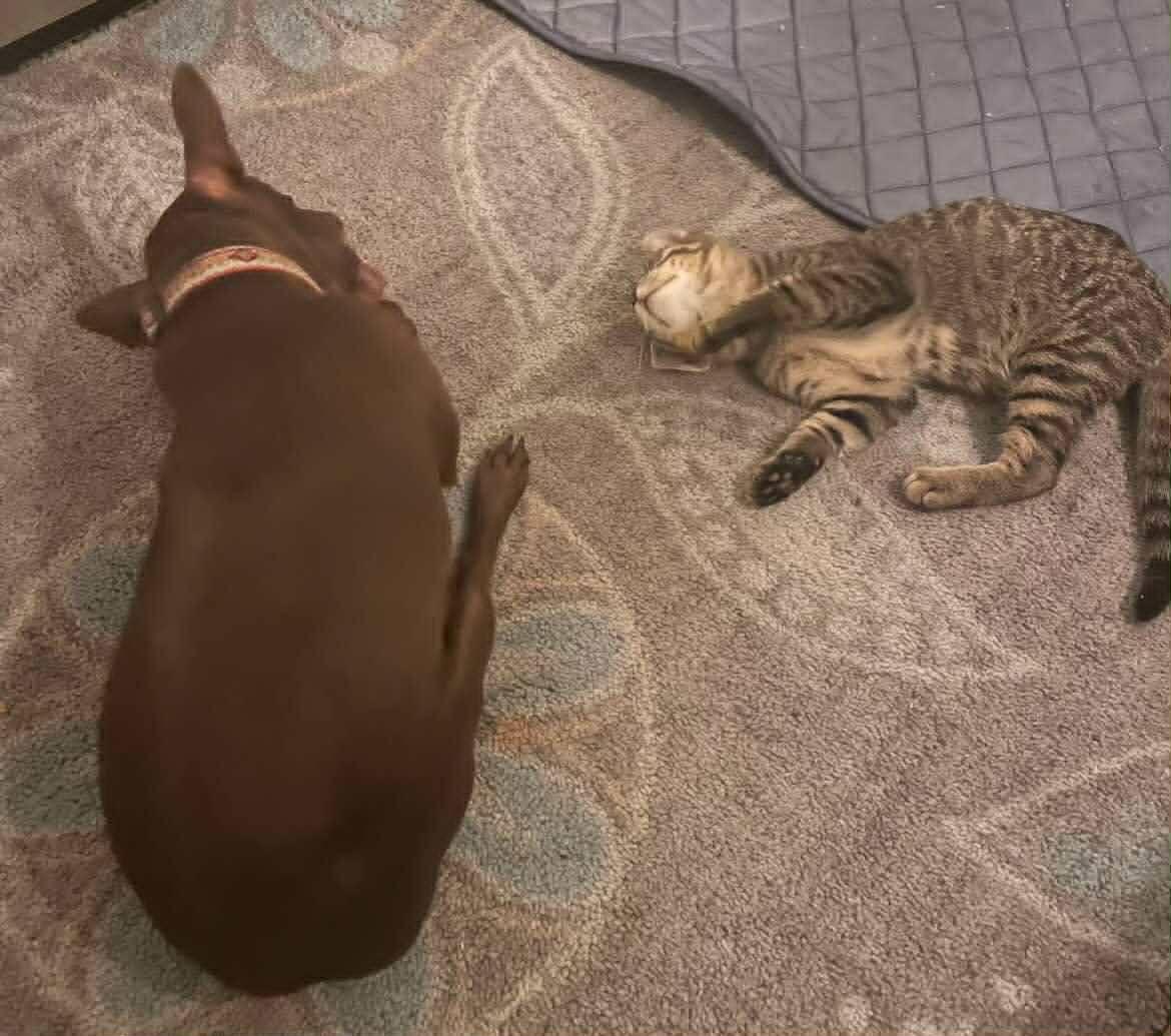 Stephane, a Adoptable Tabby in Woodmere, NY image 4/4