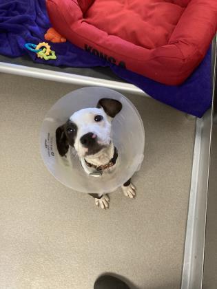 Enlarge Rumor, a Adoptable mixed breed in Norfolk, VA image 1/2