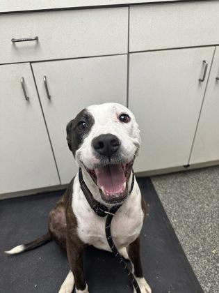 Enlarge Rumor, a Adoptable mixed breed in Norfolk, VA image 2/2