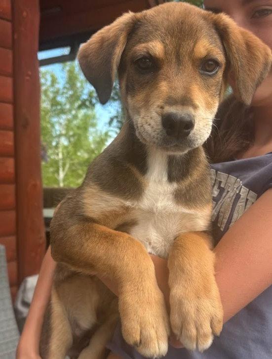 Isaiah, Adoptable, Puppy Male Shepherd & Australian Cattle Dog / Blue Heeler.