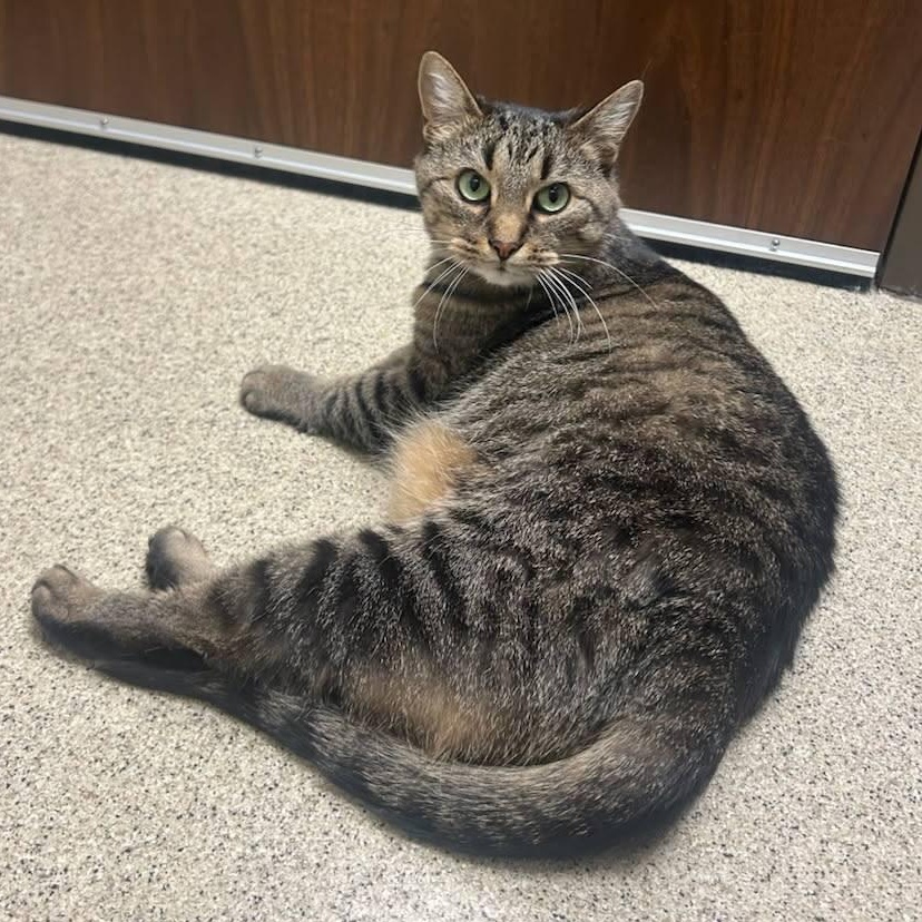 Enlarge Sue, a ADOPTABLE Domestic Short Hair in Shorewood, IL image 2/2