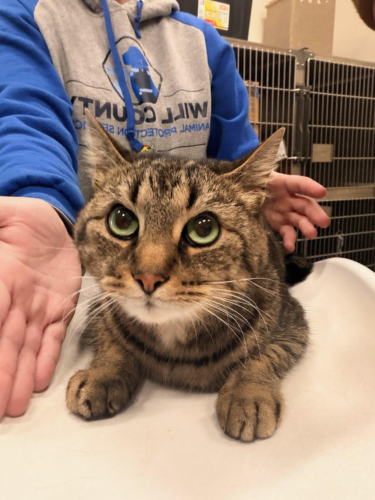 Enlarge Sue, a ADOPTABLE Domestic Short Hair in Shorewood, IL image 1/2