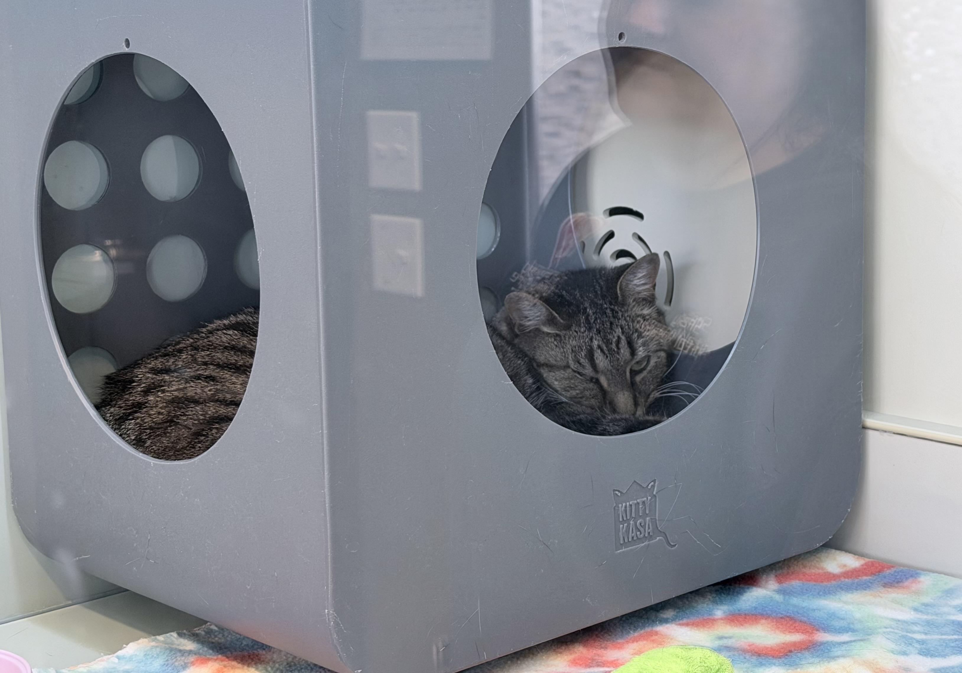 Enlarge Sue, a ADOPTABLE Domestic Short Hair in Shorewood, IL image 2/2