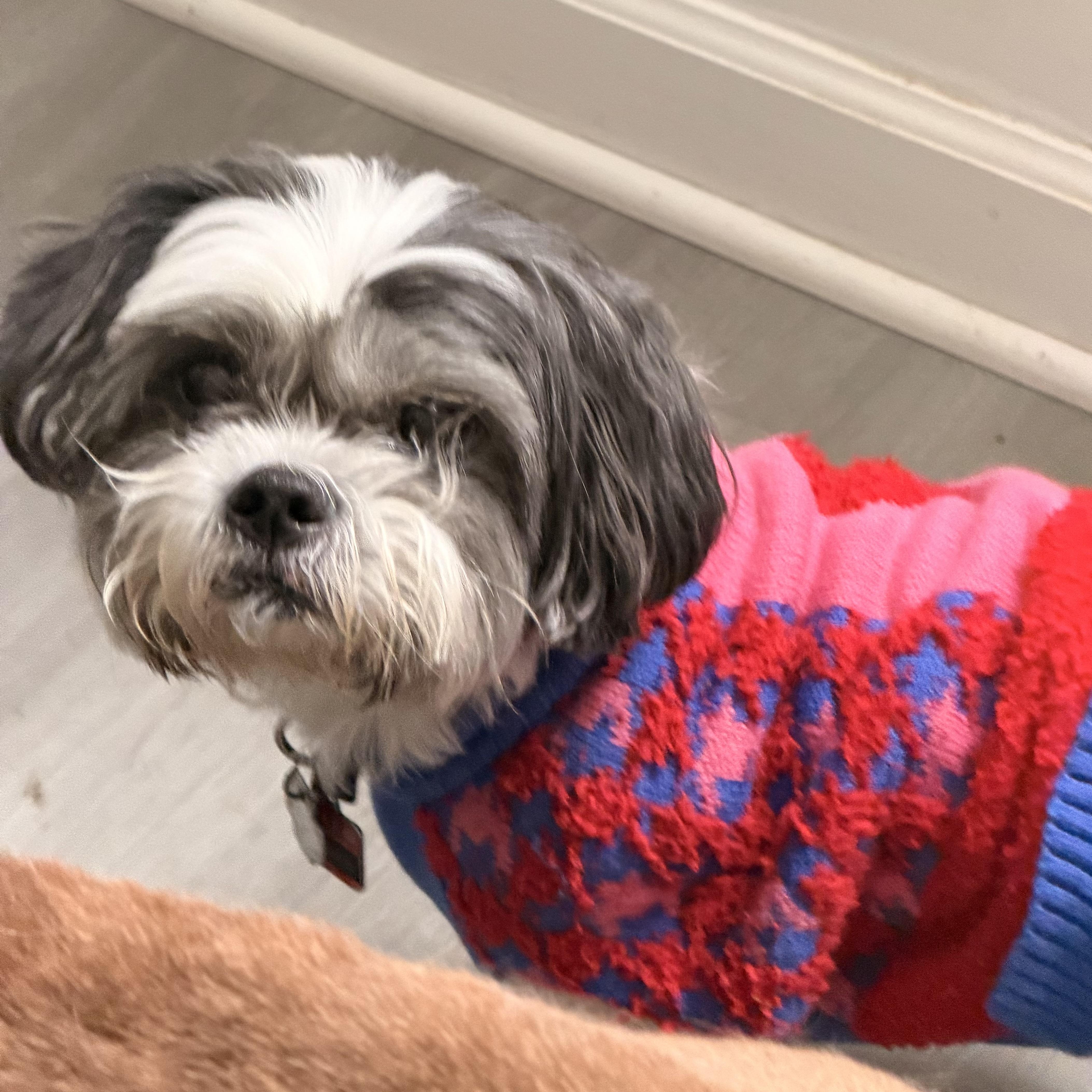 Enlarge Trooper “True”, a ADOPTABLE Shih Tzu in Wilmington, IL image 3/6