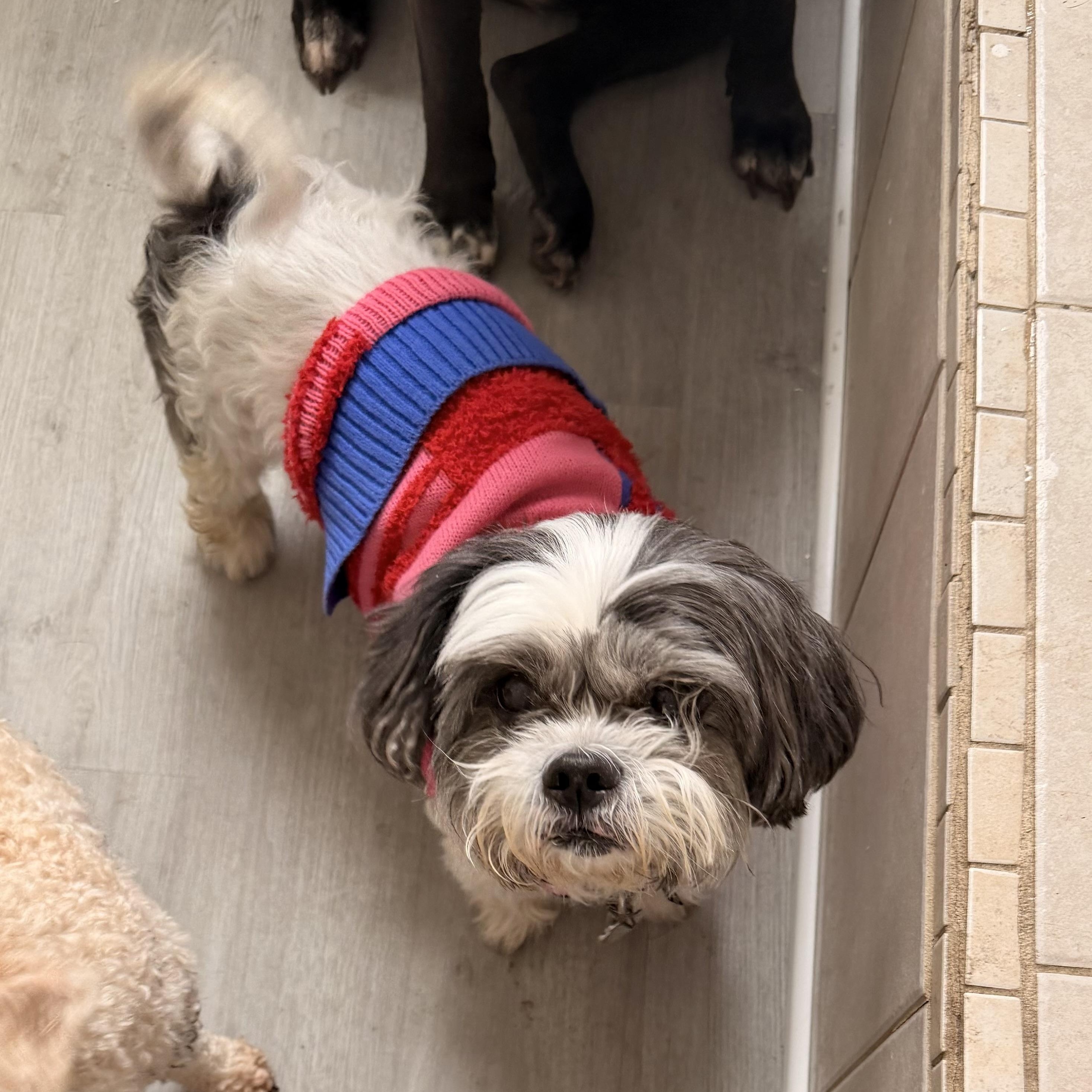 Enlarge Trooper “True”, a ADOPTABLE Shih Tzu in Wilmington, IL image 5/6