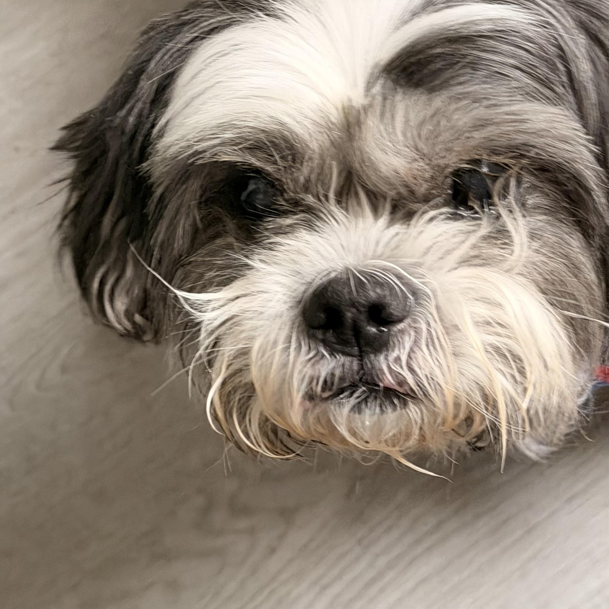 Enlarge Trooper “True”, a ADOPTABLE Shih Tzu in Wilmington, IL image 4/6