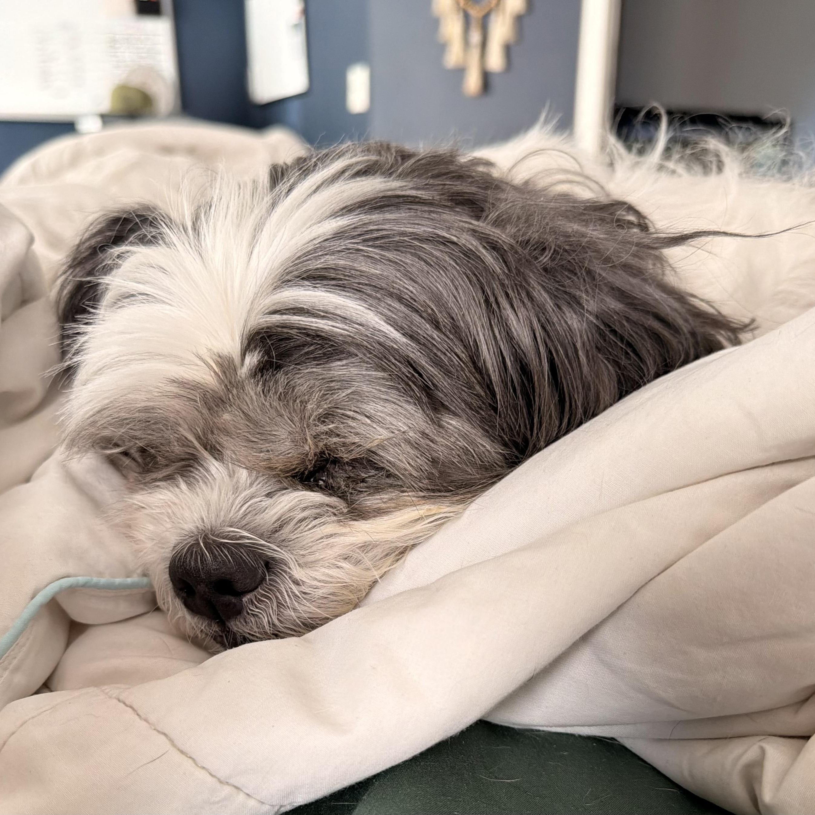 Enlarge Trooper “True”, a ADOPTABLE Shih Tzu in Wilmington, IL image 2/6