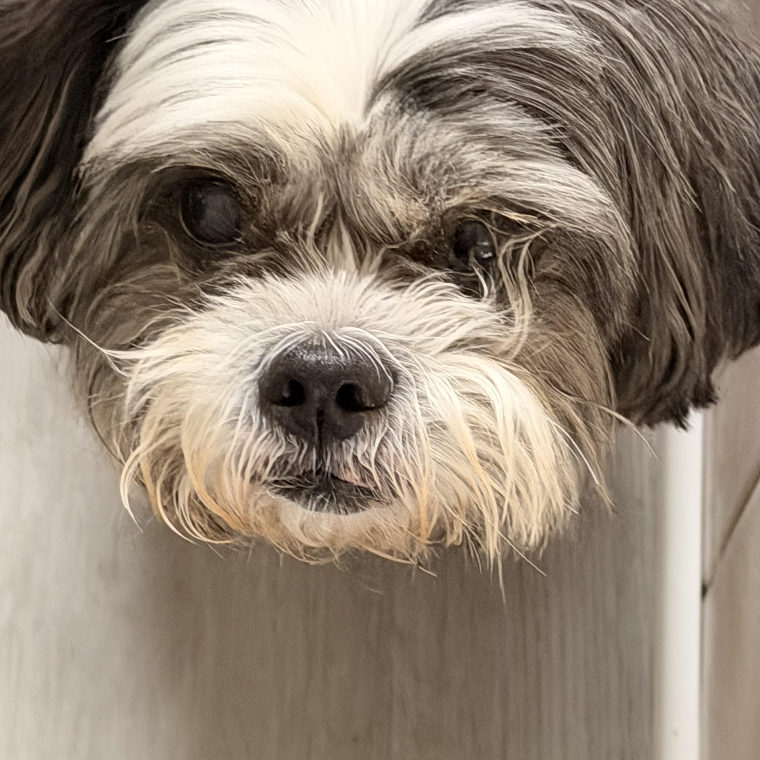Enlarge Trooper “True”, a ADOPTABLE Shih Tzu in Wilmington, IL image 6/6