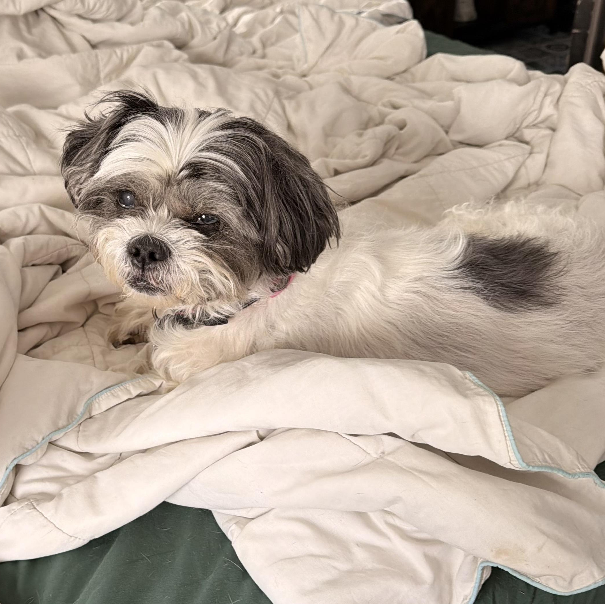 Enlarge Trooper “True”, a ADOPTABLE Shih Tzu in Wilmington, IL image 1/6